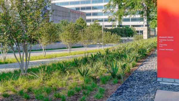 Tree Service | Dallas Museum of Art | Commercial Landscape Project by Southern Botanical