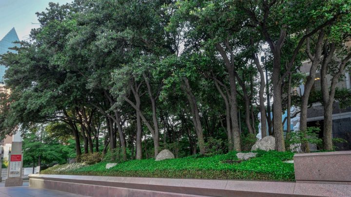 Dallas Tree Care | Southern Botanical Donation for Charity Ball Benefit Auction