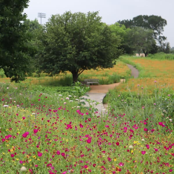 George W Bush Center Native Landscaping by Southern Botanical