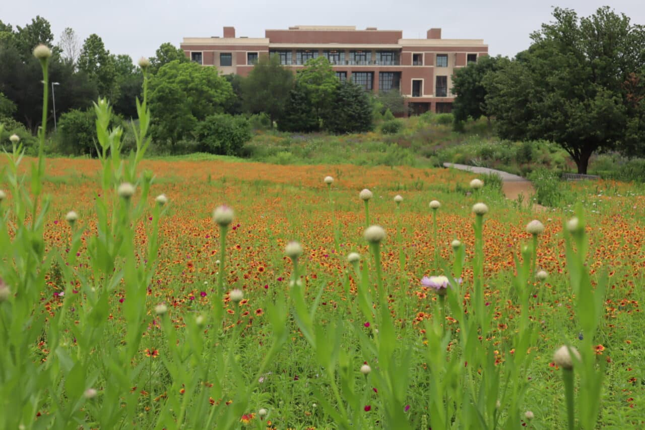 George W. Bush Presidential Center | Dallas Commercial Landscaping