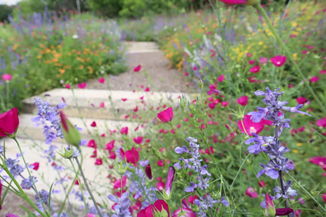 George W Bush Center Native Landscaping by Southern Botanical