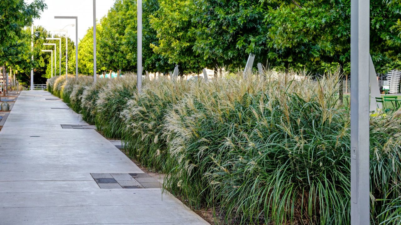 Landscape of Klyde Warren Park by Southern Botanical