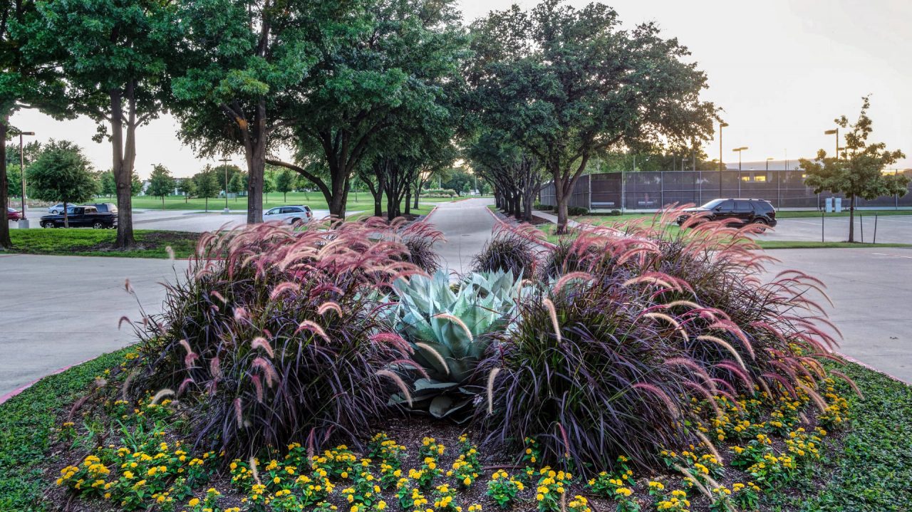 Tyler Technologies Landscaping by Southern Botanical | Dallas Landscaper
