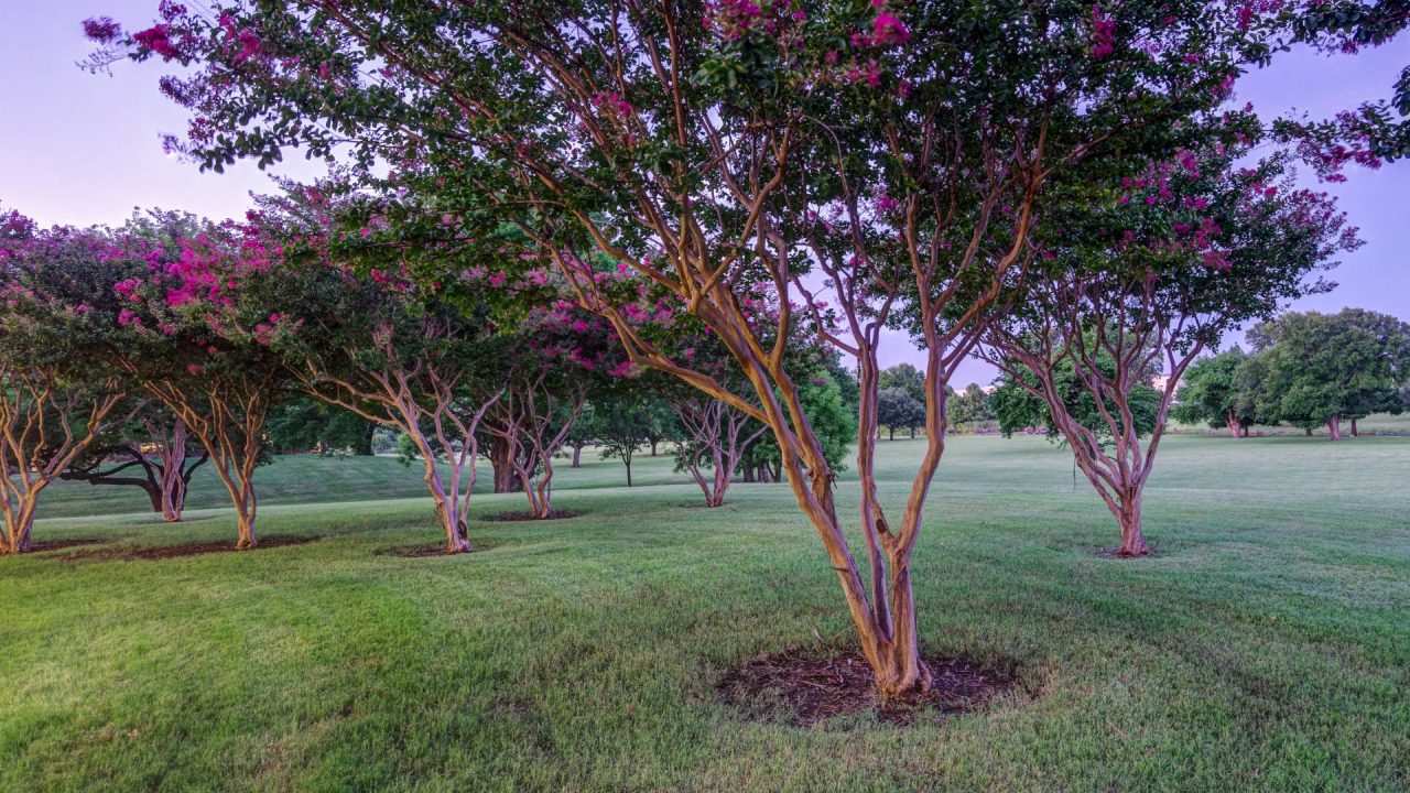 Tyler Technologies Landscape by Southern Botanical | Dallas Landscaping Services