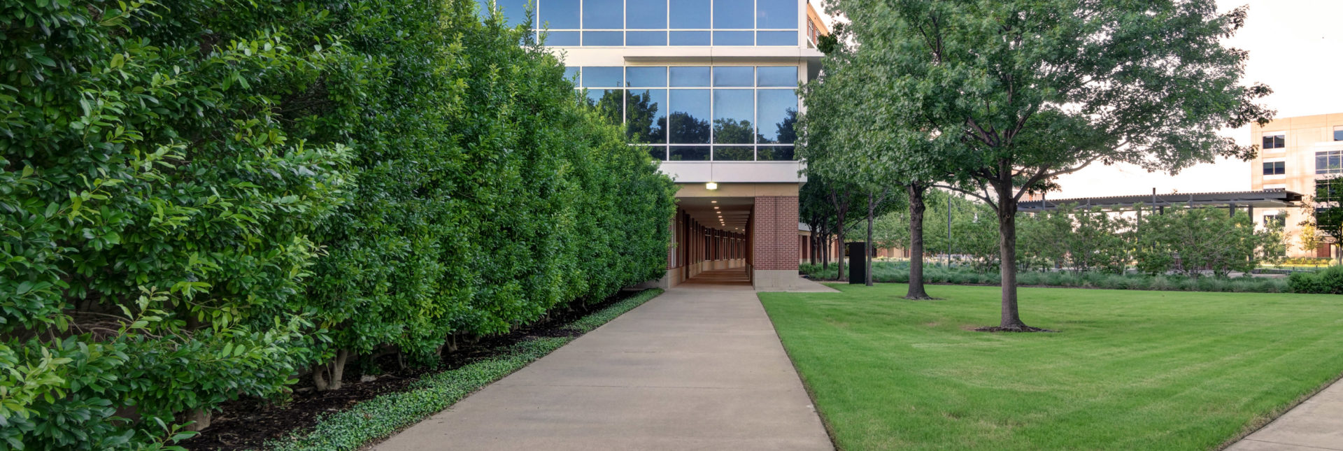 Southern Botanical's certified arborists share important facts, tips, and how to identify Oak Wilt on your property so you know when to call the pros!