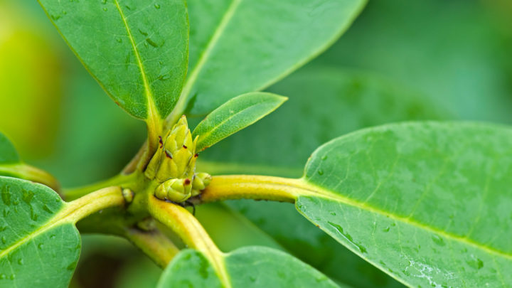 5 summer lawn pests to watch out for and how to treat them effectively