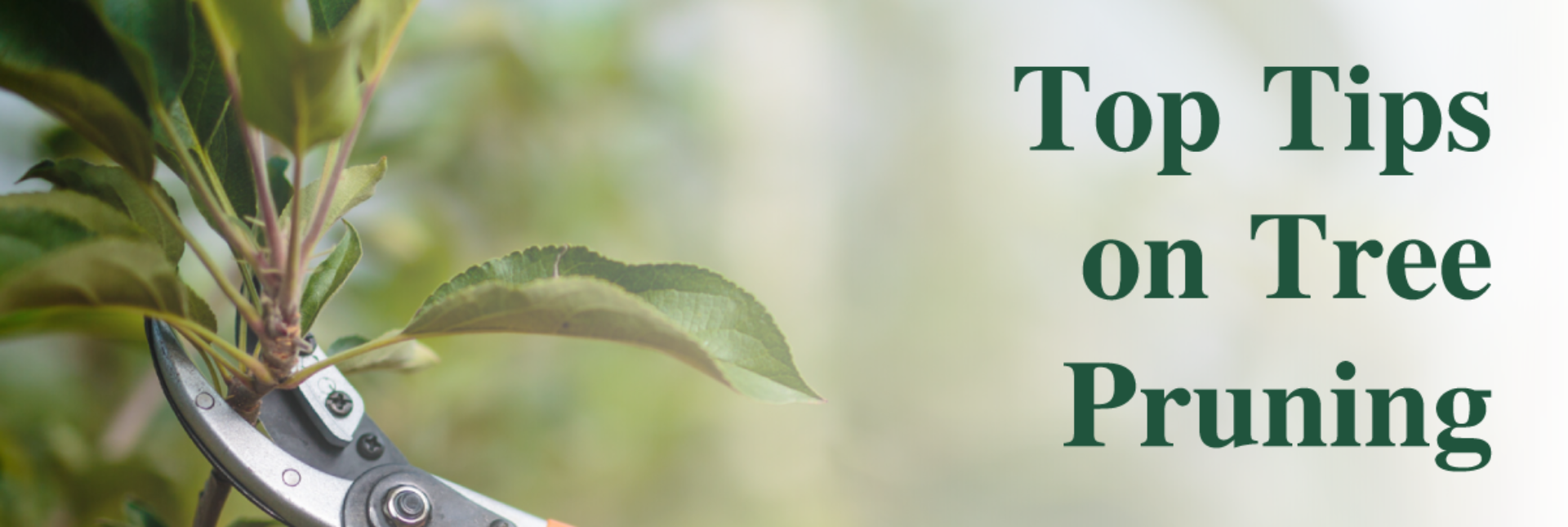 Top Tips on Tree Pruning | Tree Care Dallas | Southern Botanical