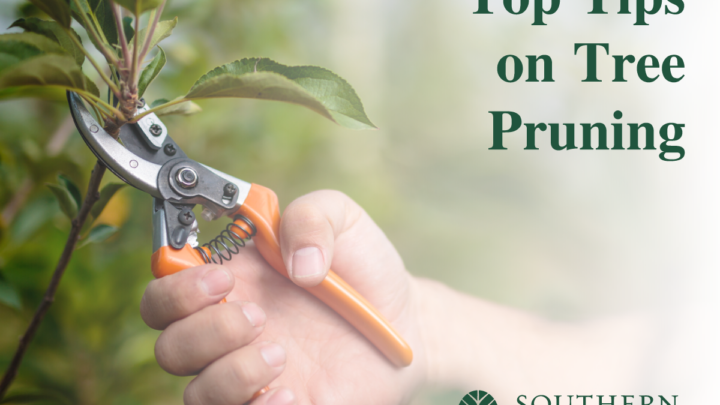Keys to Effective Tree Pruning | Certified Tree Care in Dallas, TX | Southern Botanical