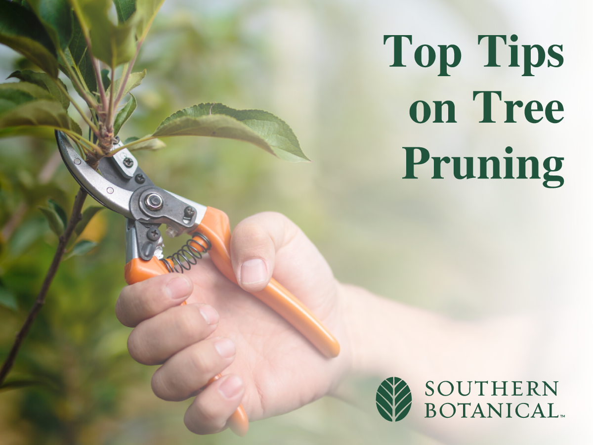 Top Tips on Tree Pruning | Tree Care Dallas | Southern Botanical