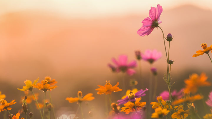 Gardening Throughout the Seasons | Dallas Landscaping Tips | Southern Botanical