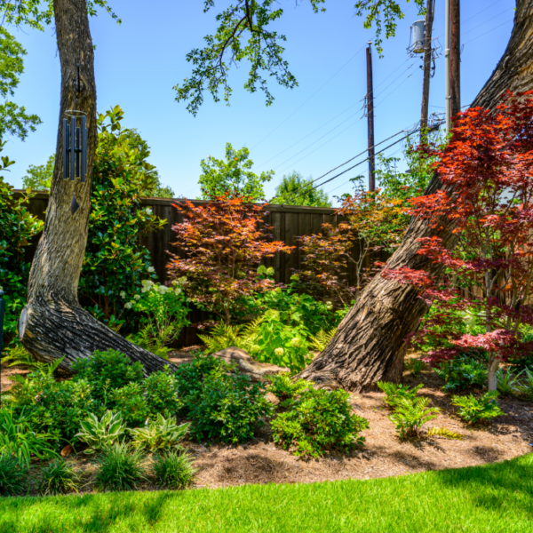 Dallas landscaping company Southern Botanical transforms the landscape of a University Park Property