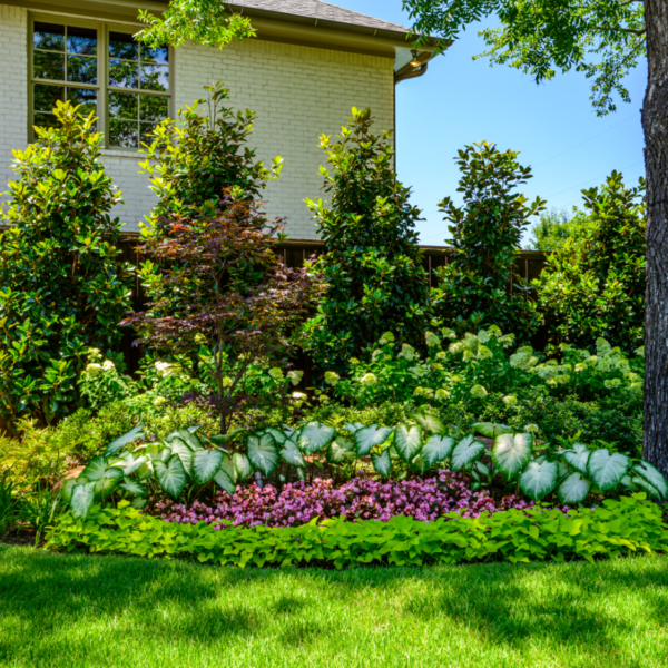 Dallas landscaping company Southern Botanical transforms the landscape of a University Park Property