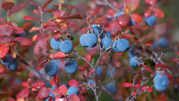 Blueberry | Landscapers in Dallas, Texas | Southern Botanical