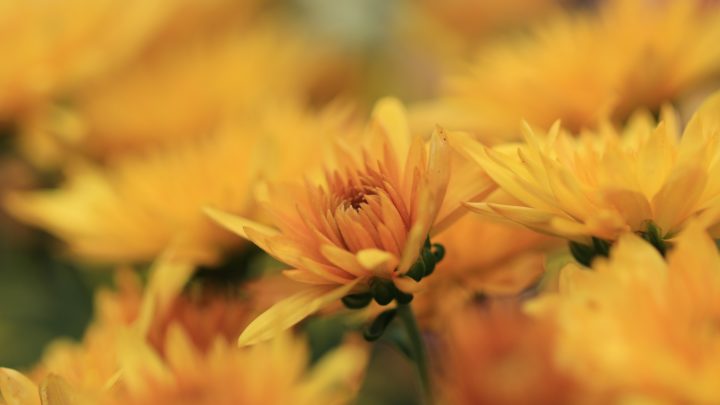 Color Your Garden this Fall Season | Landscaper in Dallas