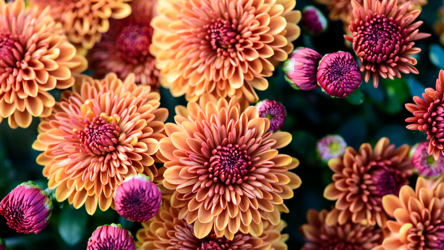 Dahlia | Landscapers in Dallas | Southern Botanical