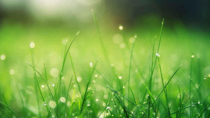 a close up of grass with dew drops on it | Southern Botanical