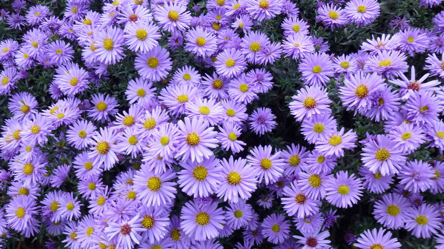 Aster | Landscapers in Dallas, Texas | Southern Botanical