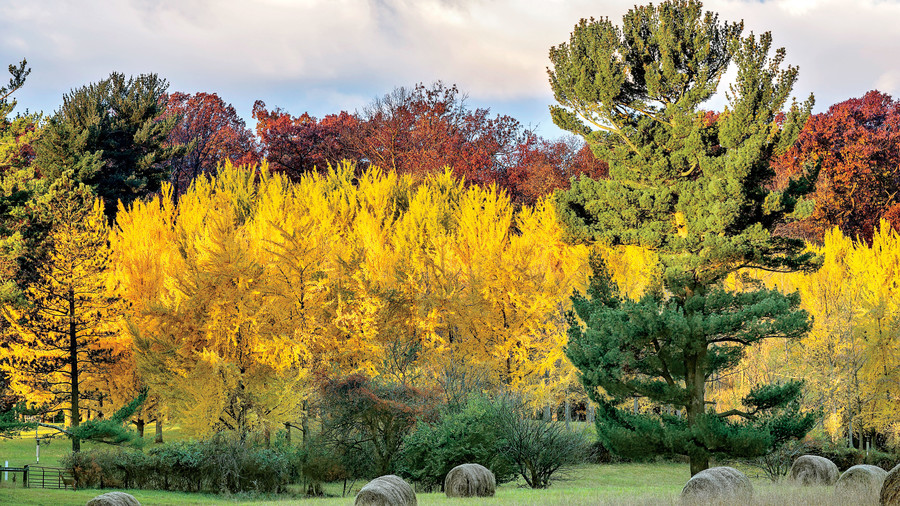 Ginko | Landscapers in Dallas | Southern Botanical