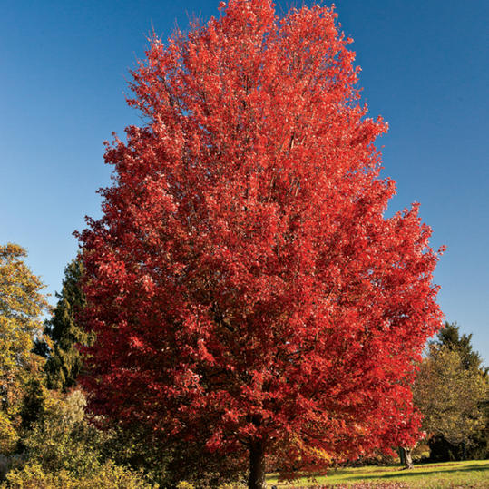 October Glory Red Maple | Dallas Texas Landscaper | Southern Botanical
