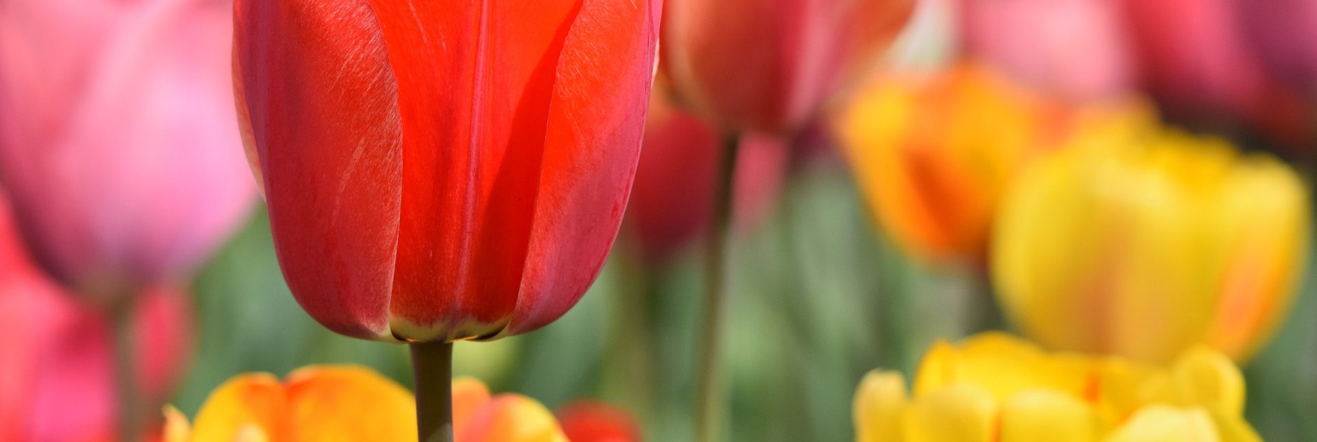 Bulb Planting Success Tips | Landscape Contractor in Dallas, TX | Southern Botanical