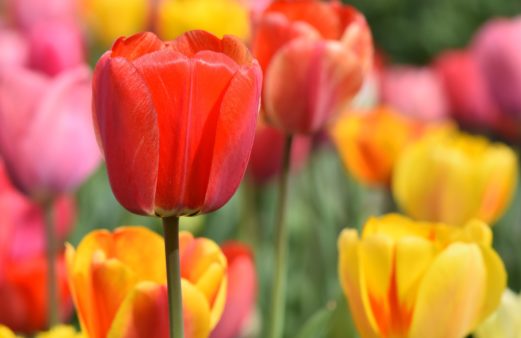 Bulb Planting Success Tips | Landscape Contractor in Dallas, TX | Southern Botanical