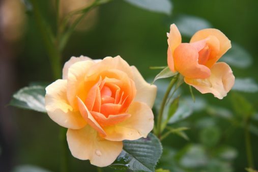 A Guide to Rose Fertilization | Landscaping Services Company in Dallas, TX