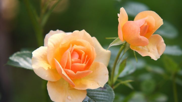 A Guide to Rose Fertilization | Landscaping Company in Dallas, TX