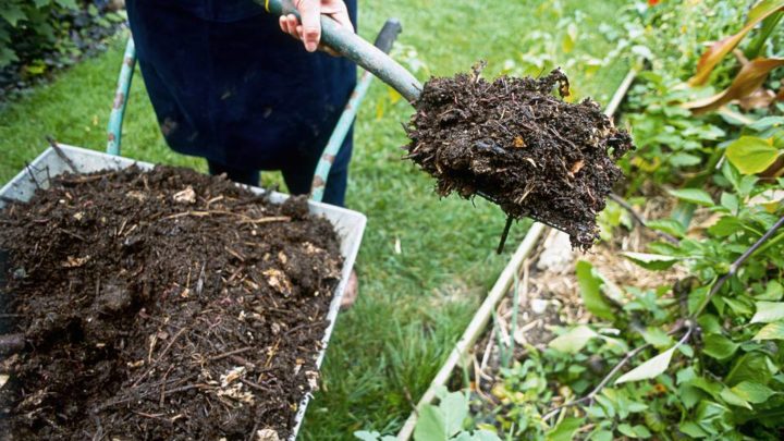 Mulching Tips and Tricks | Professional Landscaping Company in Dallas, TX