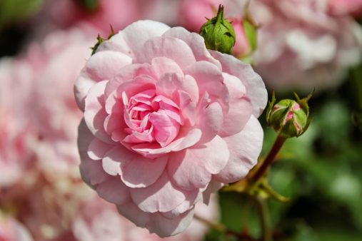Rose Pruning Tips | Dallas Landscaping Services