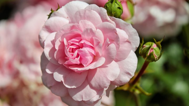 Rose Pruning Tips | Dallas Landscaping Services Company | Southern Botanical