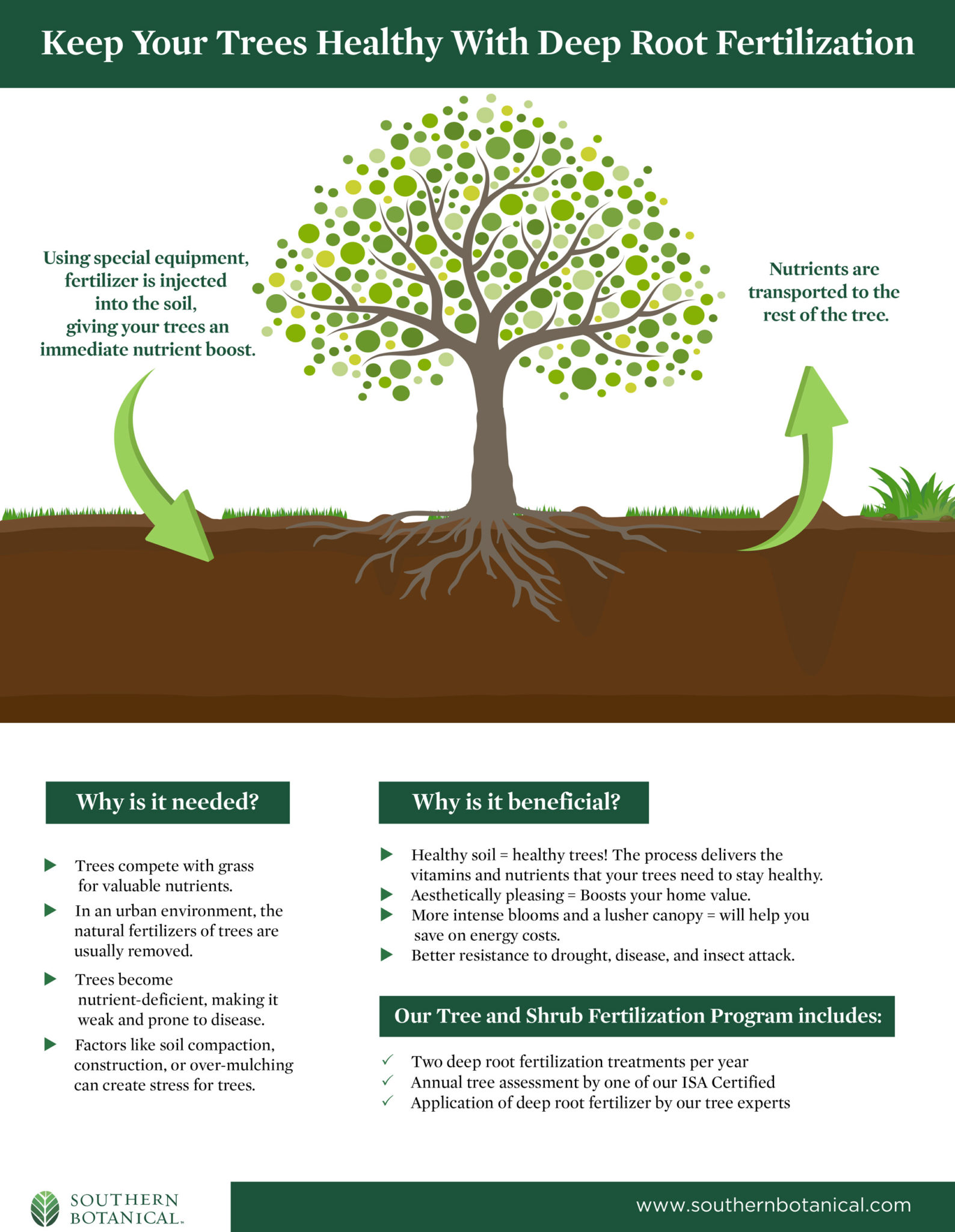 Annual Deep Root Tree Shrub Fertilization Program Dallas Tree Care   Southern Botanical Deep Root Fertilization Infographic 1588x2048 