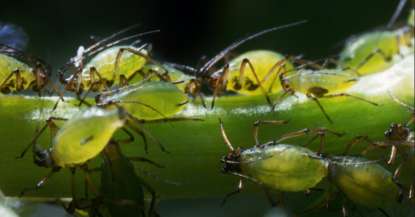 Getting Rid of Aphids | Dallas Landscaping Services Company | Southern Botanical
