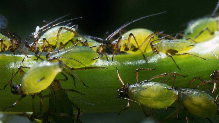 Getting Rid of Aphids | Dallas Landscaping Services Company | Southern Botanical
