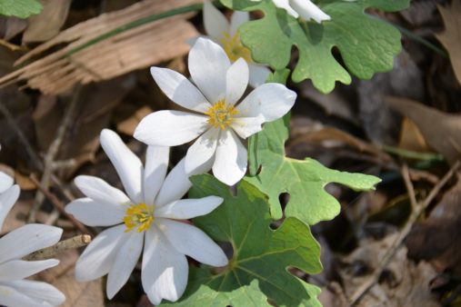 Bloodroot | Top 5 flowers for Spring