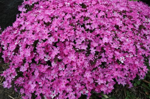 Creeping Phlox | Top 5 flowers for Spring