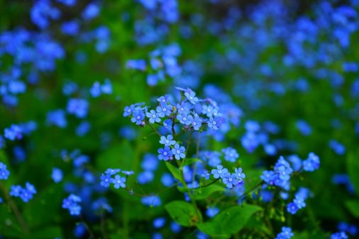 Forget-me-not | Top 5 flowers for Spring