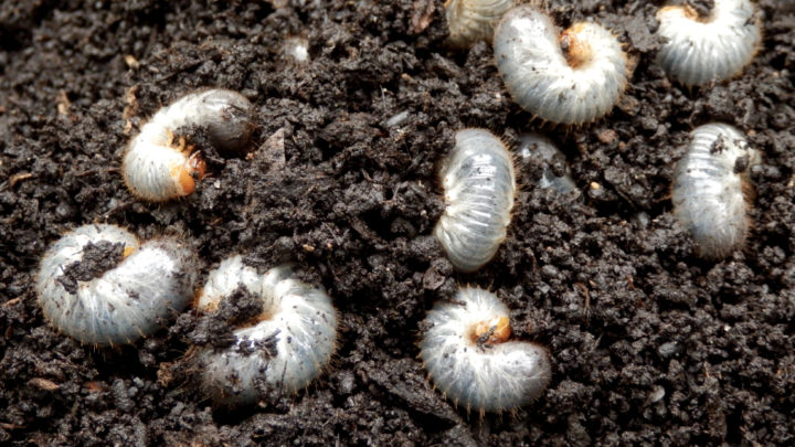 How to Identify Lawn Pests | Southern Botanical | Dallas Landscaping Services Company