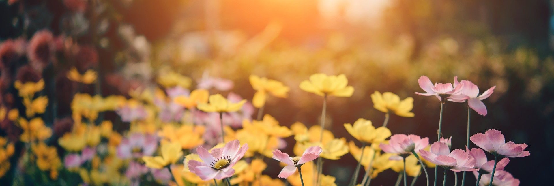 Introducing the Top 5 Flowers for Spring | Dallas Landscaping Services Company | Southern Botanical