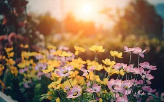 Introducing the Top 5 Flowers for Spring | Dallas Landscaping Services Company | Southern Botanical