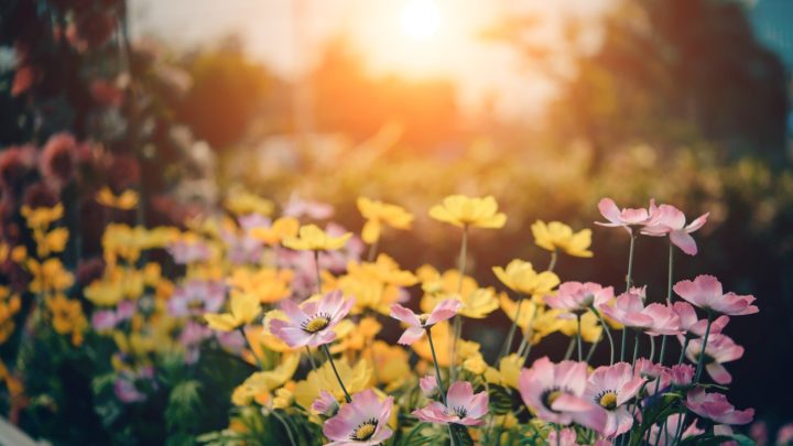 Introducing the Top 5 Flowers for Spring | Dallas Landscaping Services Company | Southern Botanical
