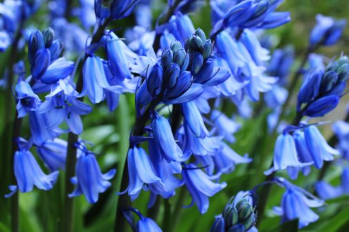  Bluebells | Top 5 flowers for Spring