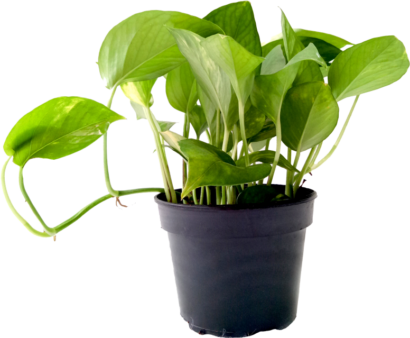 Money Plant | The Top 5 Air Purifying Indoor Plants