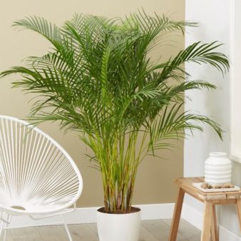 Areca Palm | The Top 5 Air Purifying Indoor Plants