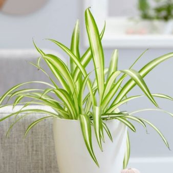 Spider Plant | The Top 5 Air Purifying Indoor Plants
