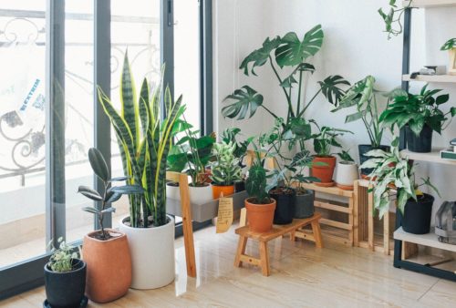The Top 5 Air Purifying Indoor Plants | Southern Botaincal | Dallas Landscaping Services Company