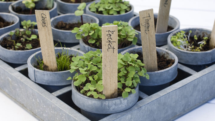 Tips for Growing Herbs Indoors | Southern Botanical