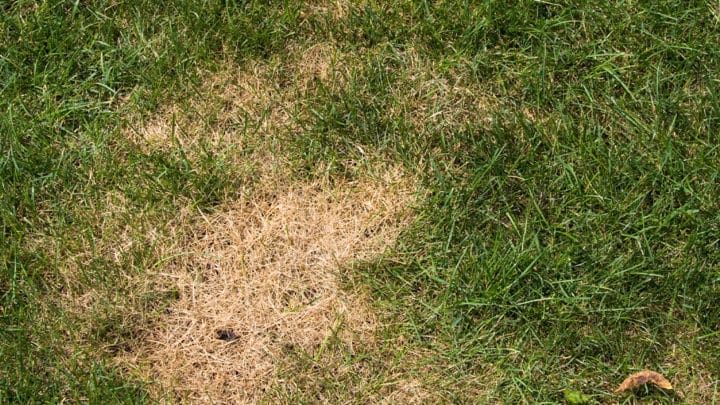 Cinch Bugs: Signs and Prevention | Landscaping Company in Dallas, TX | Southern Botanical