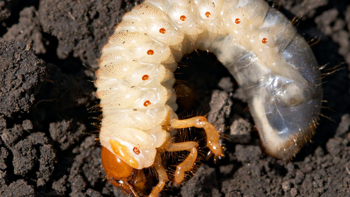 Lawn Grub Prevention, Detection, and Control | Dallas Residential Landscaping Services Experts
