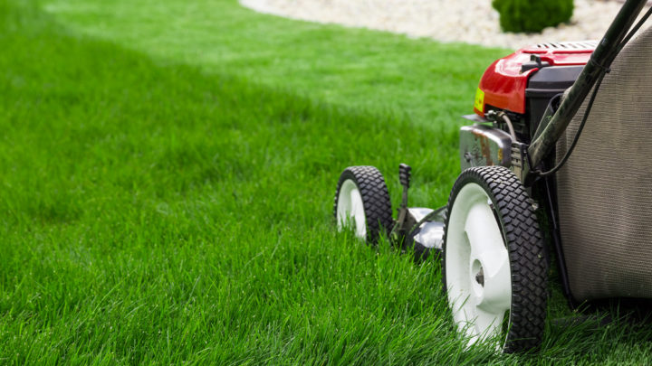 Top Summer Lawn Maintenance Tips | Landscaping Company in Dallas, TX | Southern Botanical