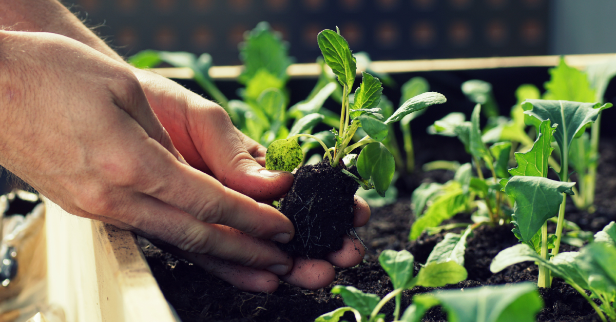 The dummy's guide to growing your own veggies at home